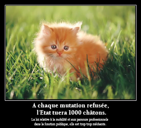 Chatons sacrifiés sur l'autel du libéralisme Chatons sacrifiés sur l'autel du libéralisme