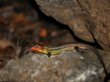 Pti lézard à la con Pti lézard à la con
