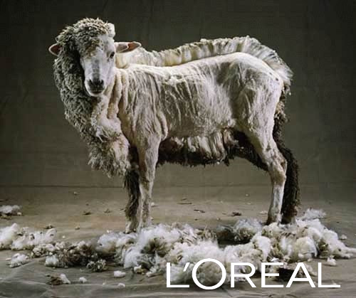 Tous des Moutons Tous des Moutons